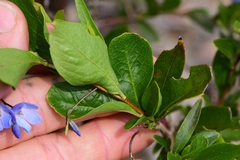 Billardiera heterophylla