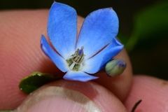 Billardiera heterophylla