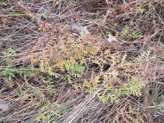 Artemisia tanacetifolia