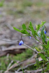 Billardiera heterophylla