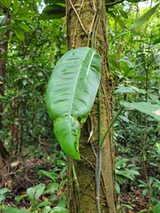 Brosimum alicastrum
