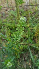 Lepidium virginicum menziesii