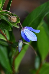 Billardiera heterophylla