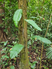 Brosimum alicastrum