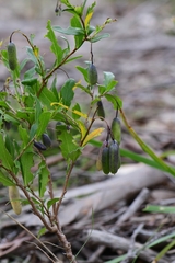 Billardiera heterophylla