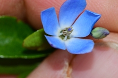 Billardiera heterophylla