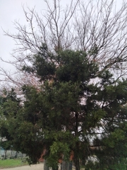 Cupressus lusitanica