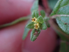 Synedrella nodiflora