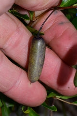 Billardiera heterophylla