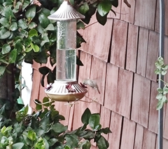 Trochilidae