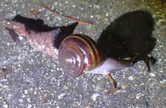 Helminthoglypta sequoicola