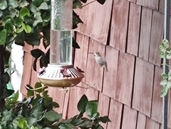 Trochilidae