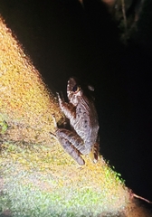 Craugastor fitzingeri