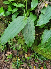 Smilax riparia