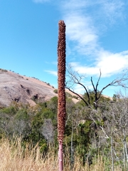 Aloe macroclada image