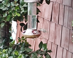 Trochilidae