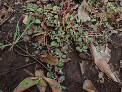 Trianthema portulacastrum