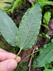 Smilax riparia
