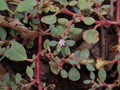 Trianthema portulacastrum