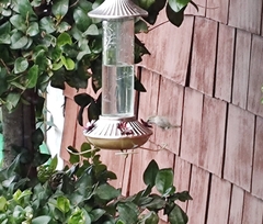 Trochilidae