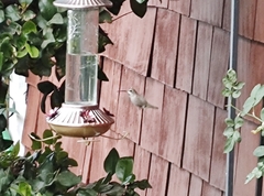 Trochilidae