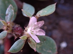 Trianthema portulacastrum