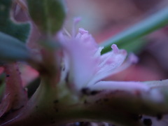 Trianthema portulacastrum