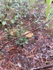 Phylloporia amplectens