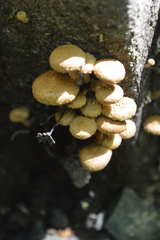 Pholiota subflammans