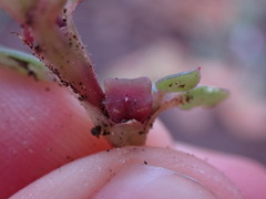 Trianthema portulacastrum