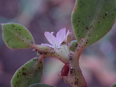 Trianthema portulacastrum