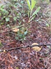 Phylloporia amplectens