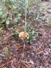 Phylloporia amplectens