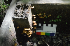 Pholiota subflammans