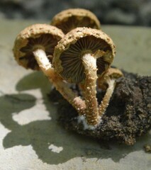 Pholiota subflammans