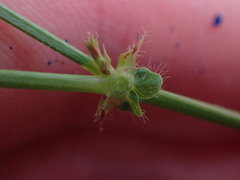 Desmodieae