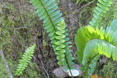 Nephrolepis exaltata