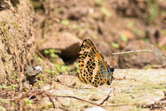 Symbrenthia niphanda