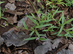 Murdannia nudiflora