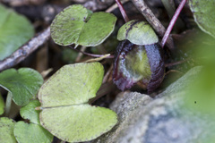 Corybas confusus