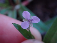 Murdannia nudiflora