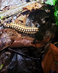 Nyssodesmus python