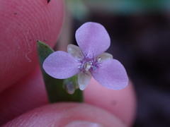 Murdannia nudiflora