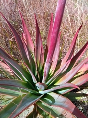 Aloe macroclada image