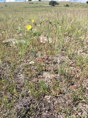 Potentilla crinita