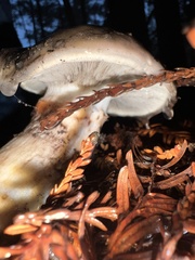 Gomphidius oregonensis