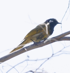 Nesoptilotis leucotis