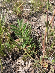 Potentilla crinita