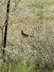 Cardinalis cardinalis