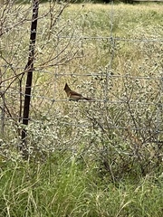 Cardinalis cardinalis
